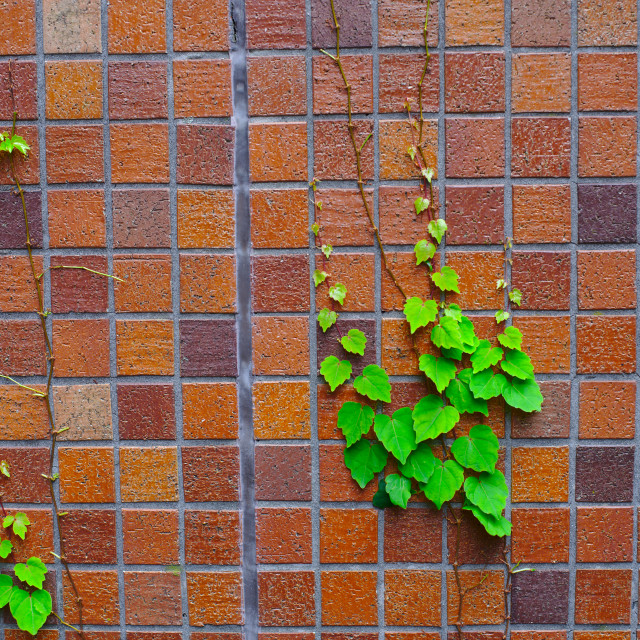 "Ivy on Facade" by Blue Magister - £20.00 "Ivy on Facade" stock image