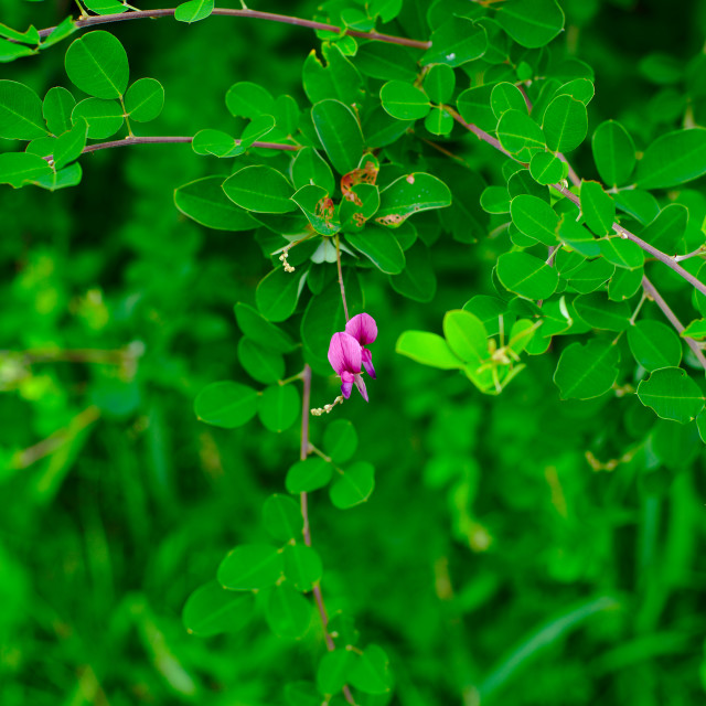 "A tiny flower among leaves" stock image