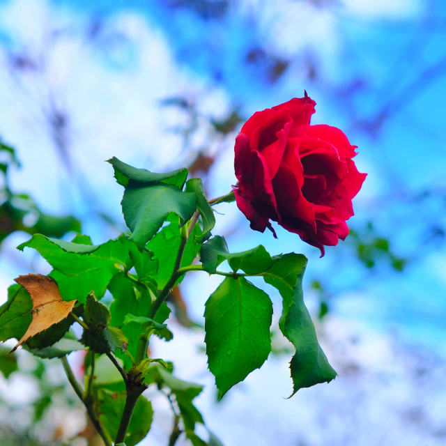 "A Rose by Any Other Name" stock image