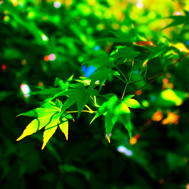 "Maple in Spring" stock image