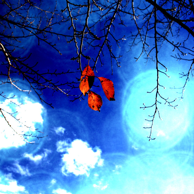 "Leaves in the Clouds" by Blue Magister - $55.92 "Leaves in the Clouds" stock image