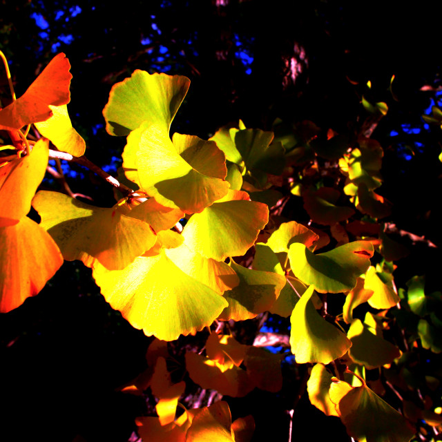 "Gingko Leaves" by Blue Magister - $37.28 "Gingko Leaves" stock image