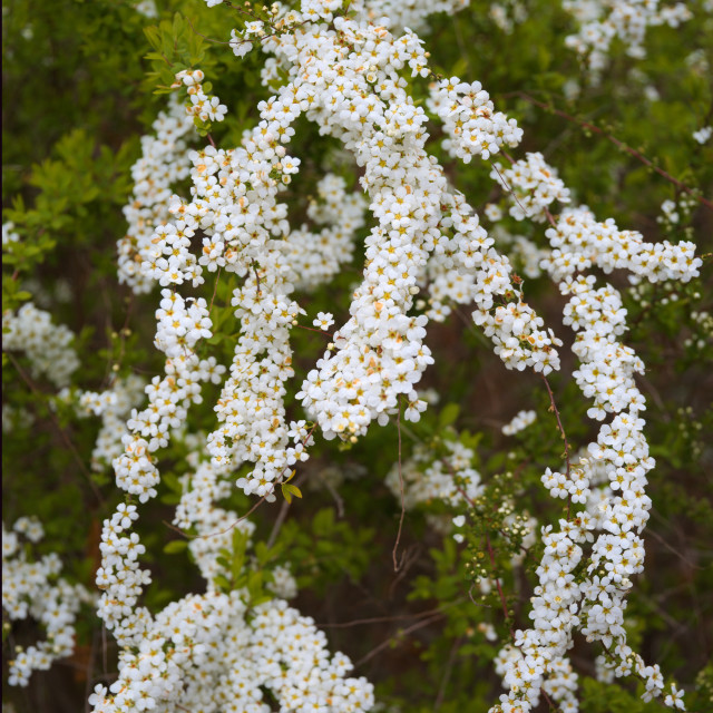 "Sprays of White" stock image