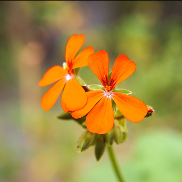 "Orange Flower" stock image