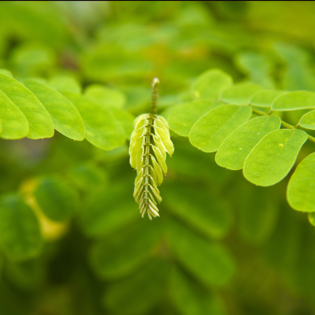 "Leaf Steps" stock image