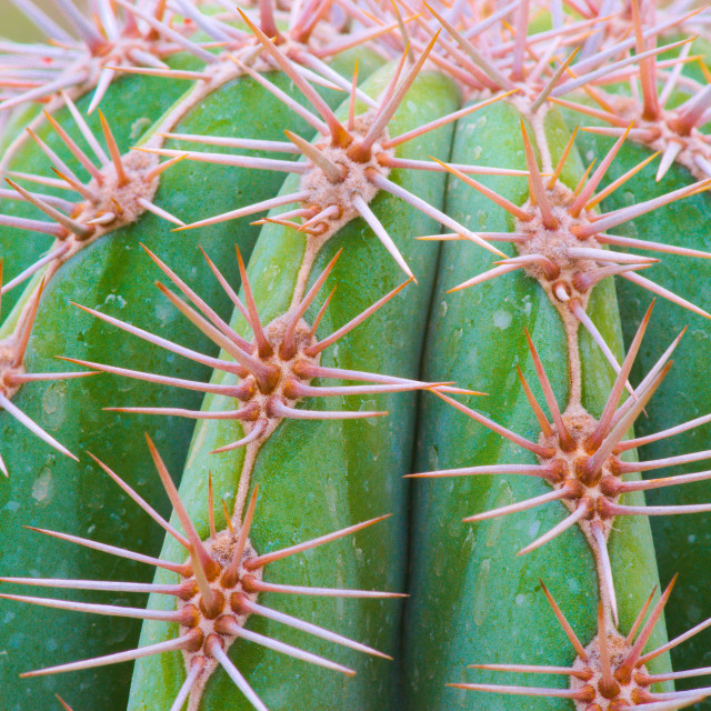"Cactus" by Blue Magister - $24.85 "Cactus" stock image