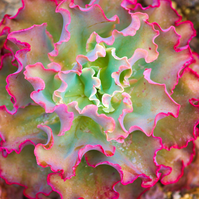 "Wild Lettuce" by Blue Magister - $24.85 "Wild Lettuce" stock image