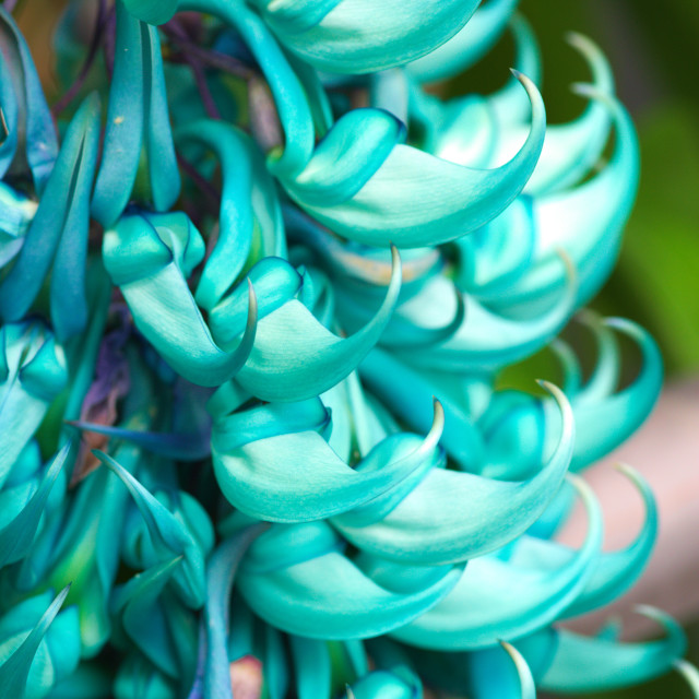 "Jade Vine" stock image