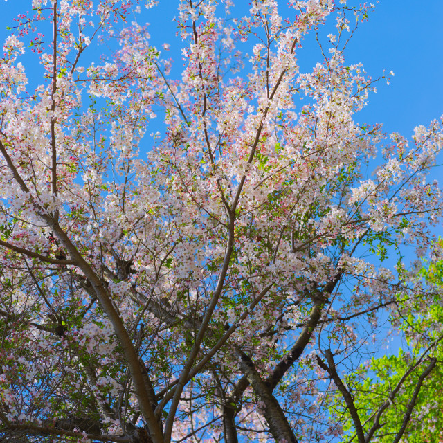 "Cherry Blossoms" stock image