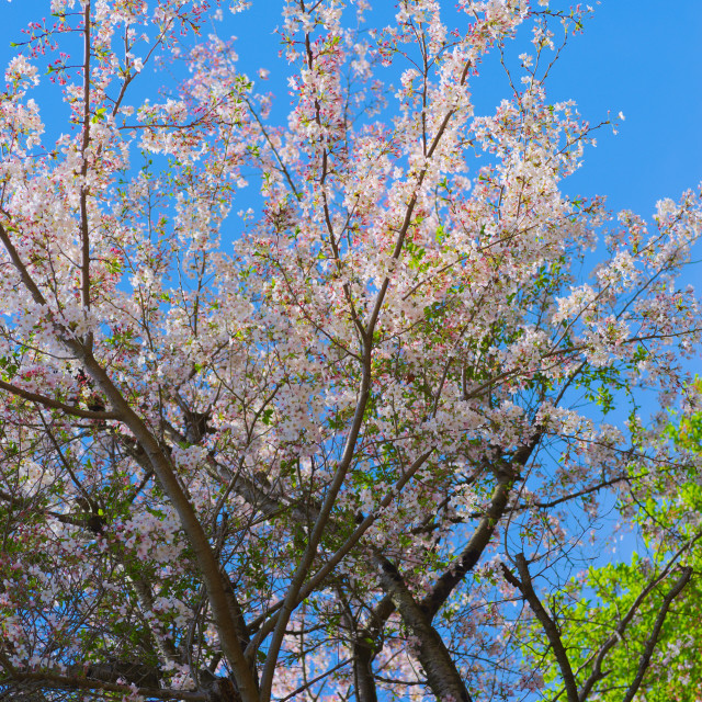 "Cherry Blossoms" by Blue Magister - $24.85 "Cherry Blossoms" stock image