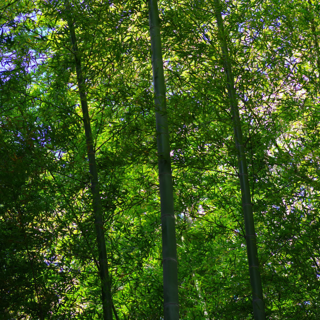 "Forestscape#1" by Blue Magister - $24.85 "Forestscape#1" stock image
