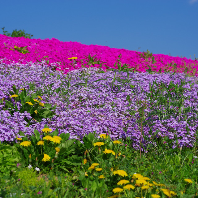 "Flower Waves" by Blue Magister - $31.07 "Flower Waves" stock image