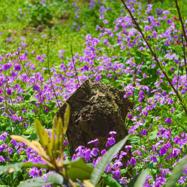 "Gardenscape" by Blue Magister - $24.85 "Gardenscape" stock image