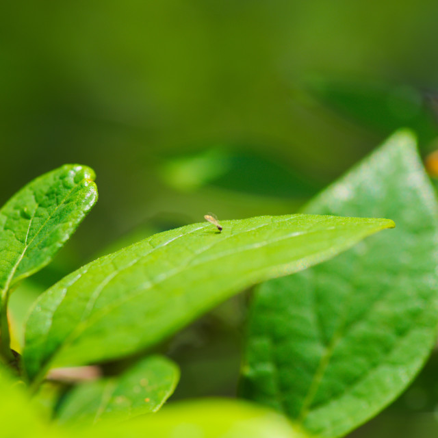 "Resting Gnat" stock image