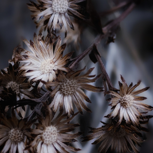 "Crunchy flowers" by MLLL Photography - $21.38 "Crunchy flowers" stock image