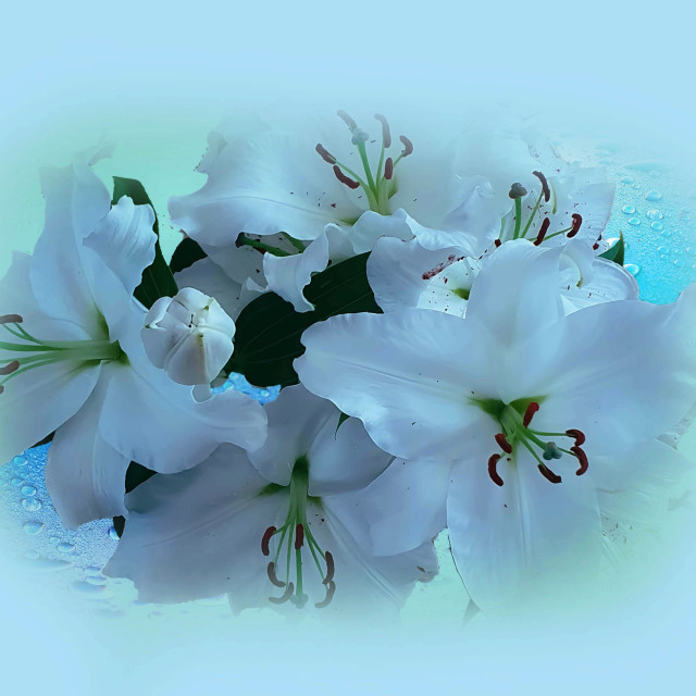 "White lilies" stock image