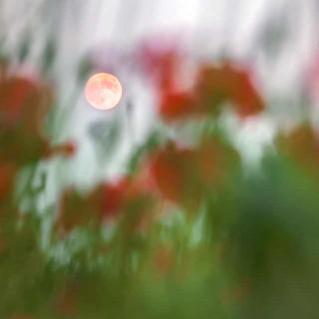 "Poppies and the Moon" stock image