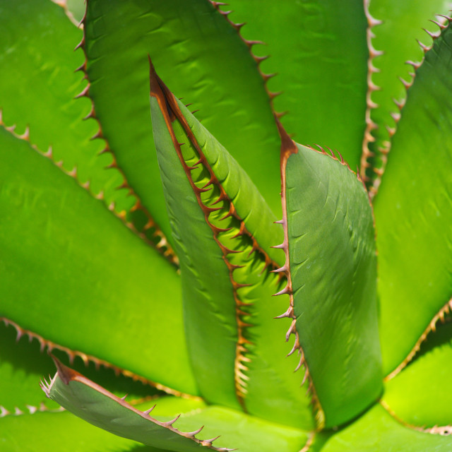 "Succulent" by Blue Magister - $24.85 "Succulent" stock image