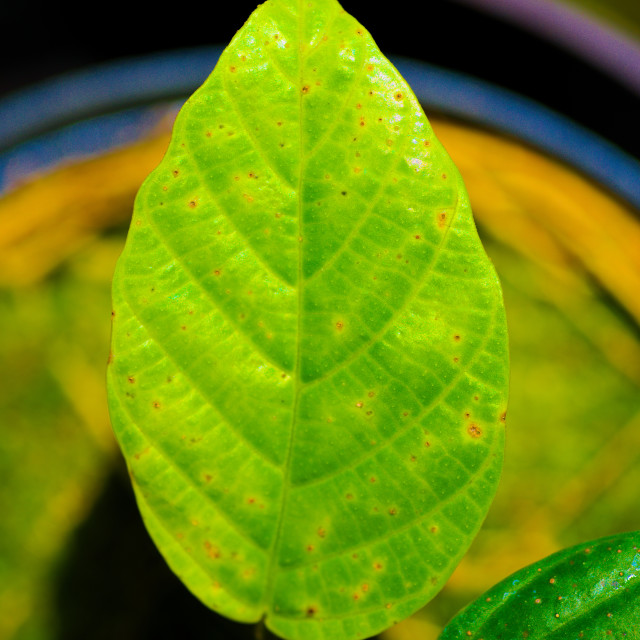 "A Single Leaf" stock image