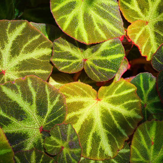 "Striking Stripes" stock image