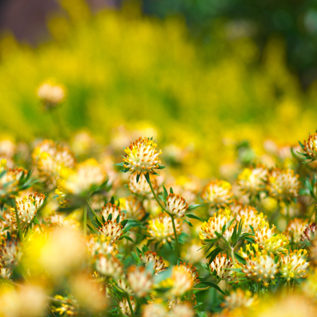 "Spring Flowers" stock image