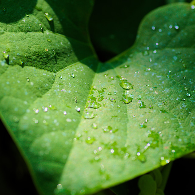 "Watery Leaf" by Blue Magister - $24.85 "Watery Leaf" stock image