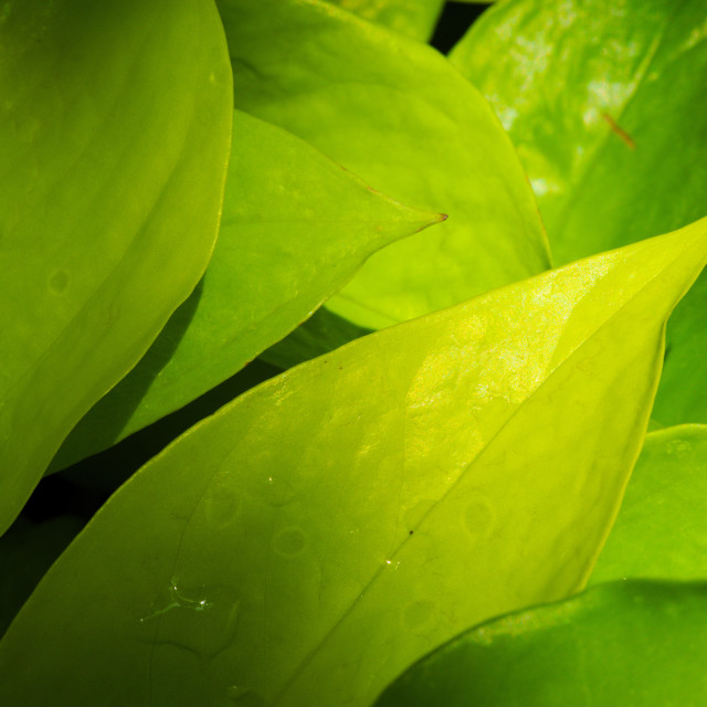 "Greenleaf" by Blue Magister - $24.85 "Greenleaf" stock image