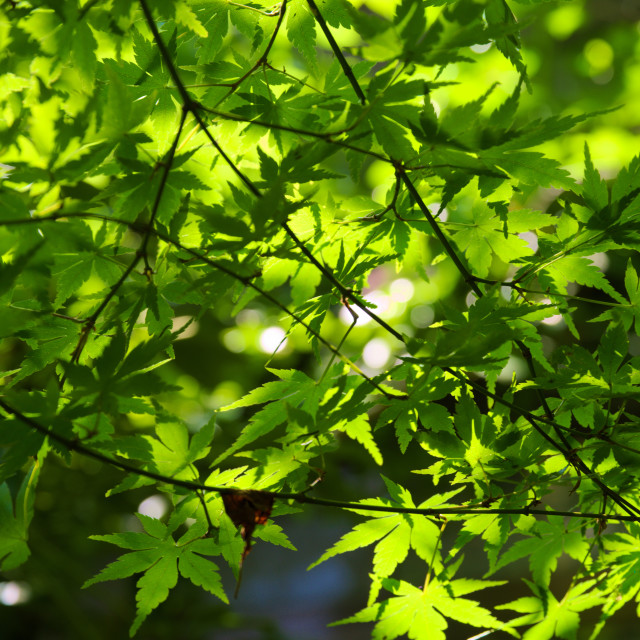 "Maple 3" by Blue Magister - $24.85 "Maple 3" stock image