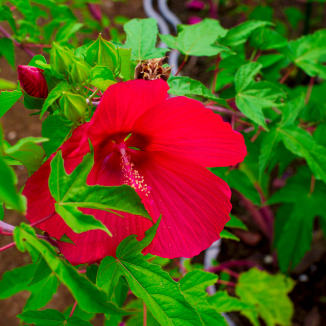 "Red Flower" stock image