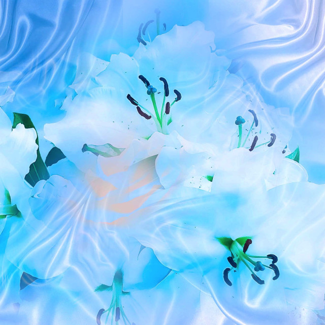 "White Lilies on a silk background" stock image