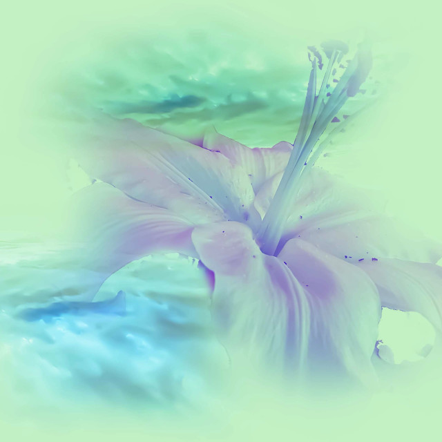 "Lily flower on a pale green back ground" stock image