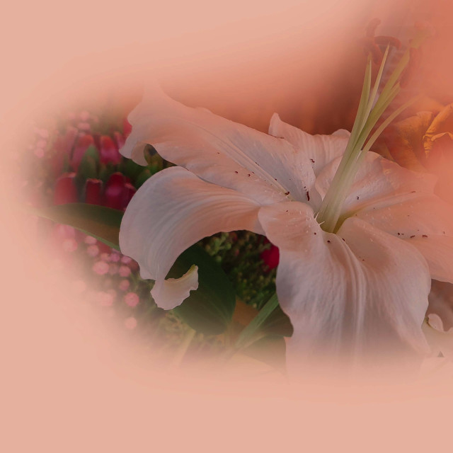 "A single White Lily flower" by RukhsanaC - £50.00 "A single White Lily flower" stock image