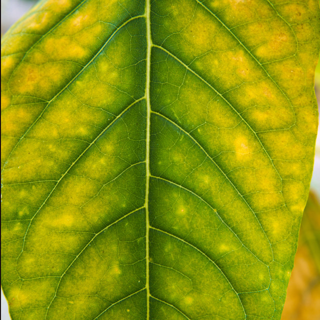"Leaf" by Blue Magister - £30.00 "Leaf" stock image