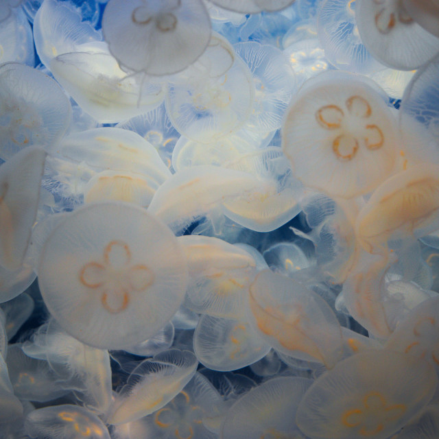 "Jelly Swarm" stock image