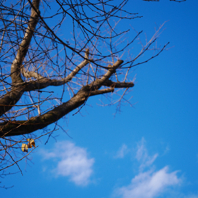 "Blue Sky 4" stock image