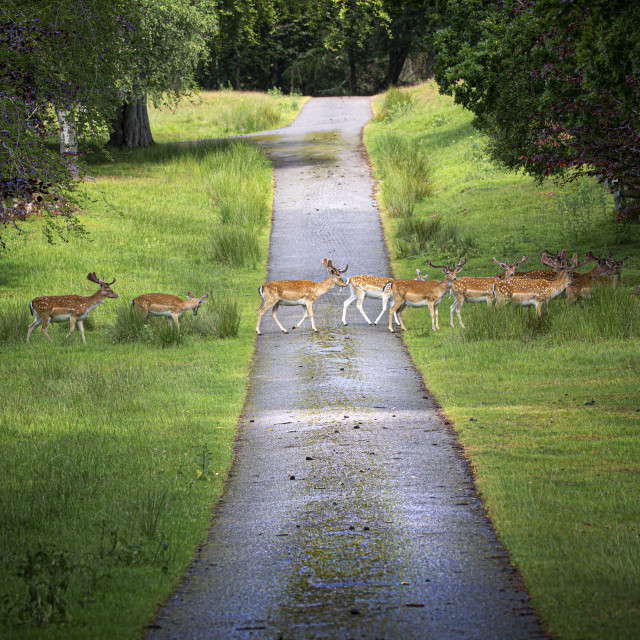 "Stop, Look, Listen ! Fallow Deer Crossing the Road, Highlands Style" by John McGowan - £2.50 "Stop, Look, Listen ! Fallow Deer Crossing the Road, Highlands Style" stock image