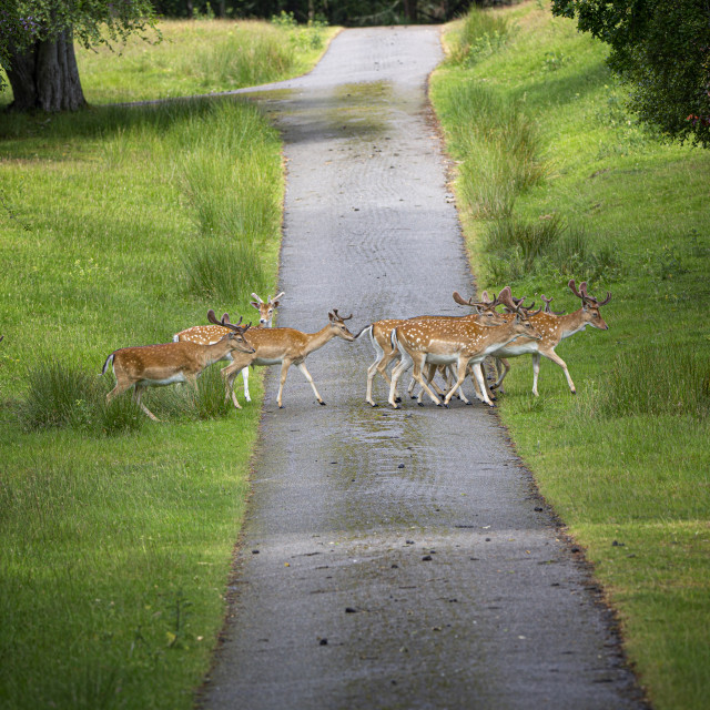 "Stop, Look, Listen ! Fallow Deer Crossing the Road, Highlands Style" by John McGowan - £2.50 "Stop, Look, Listen ! Fallow Deer Crossing the Road, Highlands Style" stock image