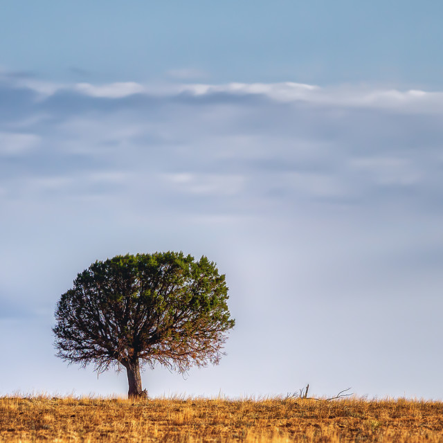 "Alone" by Chuck Taylor - £83.00 "Alone" stock image