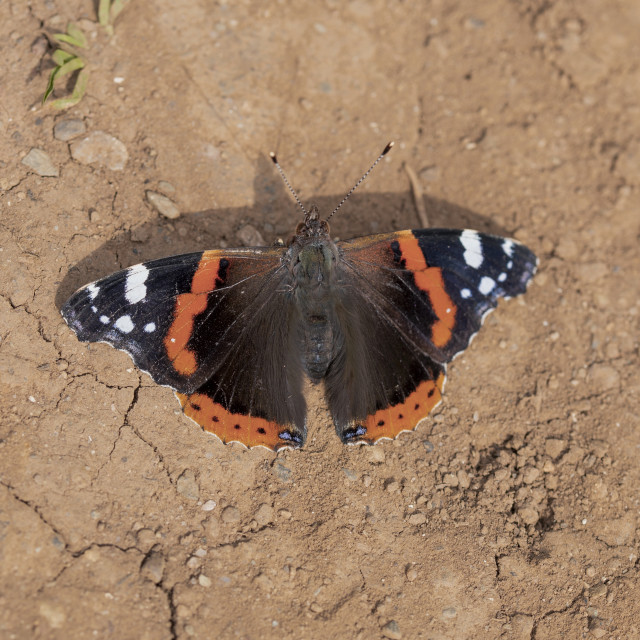 "Red Admiral Butterfly (Vanessa Atalanta)" by Bobb Strongman - £20.00 "Red Admiral Butterfly (Vanessa Atalanta)" stock image