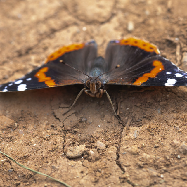 "Red Admiral Butterfly (Vanessa Atalanta)" by Bobb Strongman - £20.00 "Red Admiral Butterfly (Vanessa Atalanta)" stock image