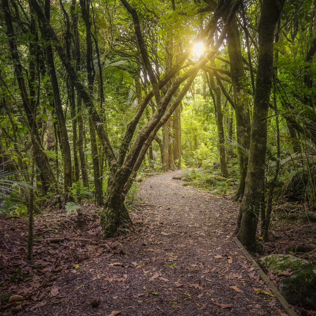 "Pirongia Forest Park 2" stock image