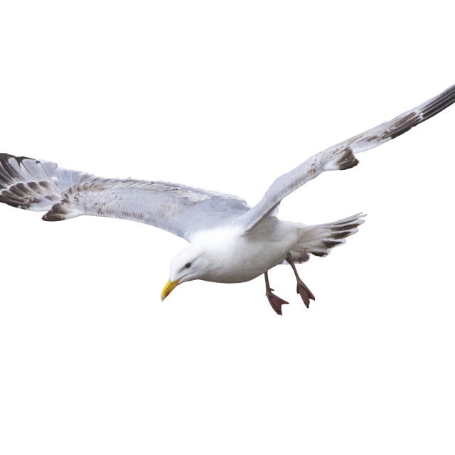 "Seagull in Flight Isolated" by Bobb Strongman - £20.00 "Seagull in Flight Isolated" stock image