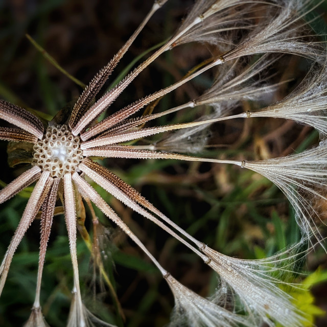 "Goat's Beard's beard" by MLLL Photography - $21.38 "Goat's Beard's beard" stock image