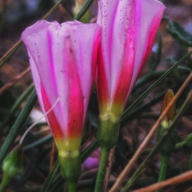 "Pink prairie flowers" by MLLL Photography - $21.38 "Pink prairie flowers" stock image