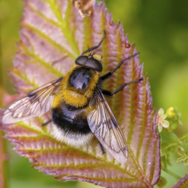 "Bumblebee Hoverfly Volucella Bombylans" by Bobb Strongman - £20.00 "Bumblebee Hoverfly Volucella Bombylans" stock image
