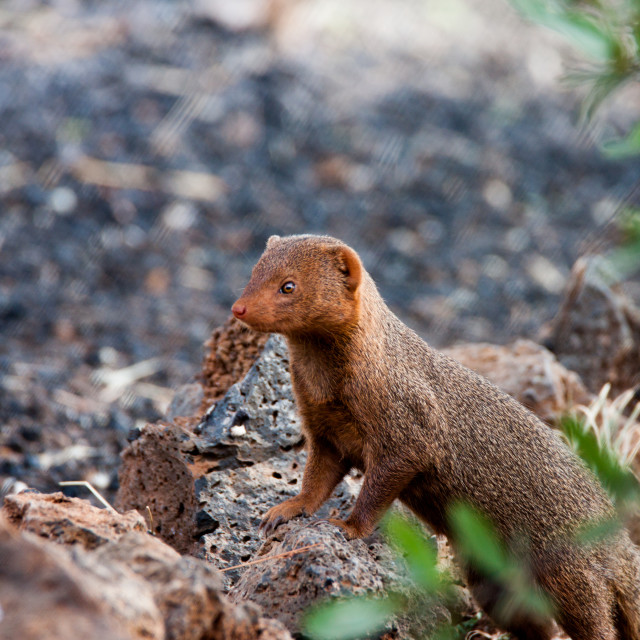 "Dwarf mongoose" stock image