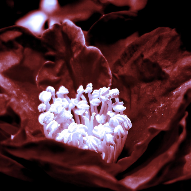 "Velvet Petals" by Blue Magister - £30.00 "Velvet Petals" stock image