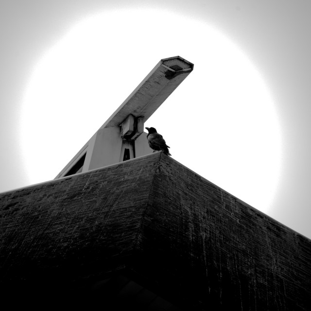 "Sun Crow" by Blue Magister - £220.00 "Sun Crow" stock image