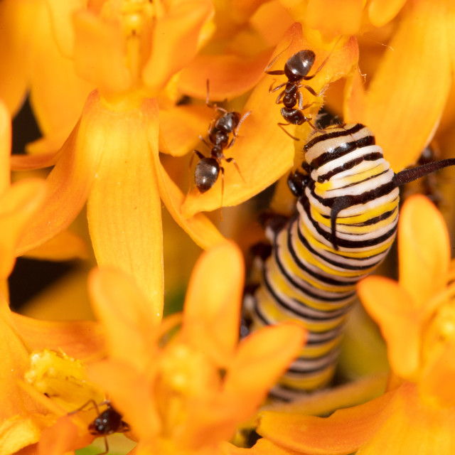 "Monarch caterpillar and ants" stock image