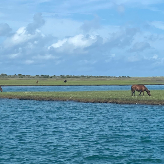 "Wild Horses of Shackleford Banks, OBX,NC" stock image